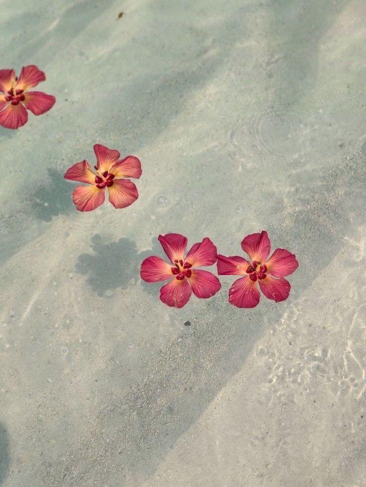 Velvet Dream: Lavish Burgundy Blossom Mix